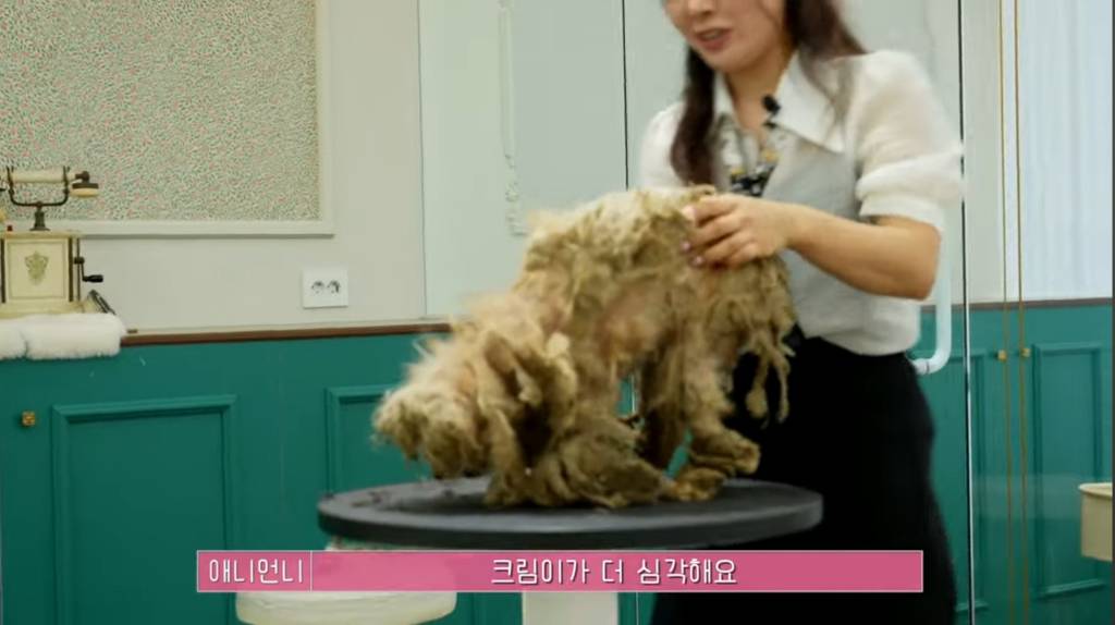 산속 구조된 누더기푸들의 충격적인 미용 과정 | 인스티즈