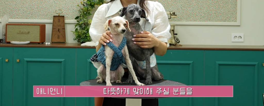 산속 구조된 누더기푸들의 충격적인 미용 과정 | 인스티즈