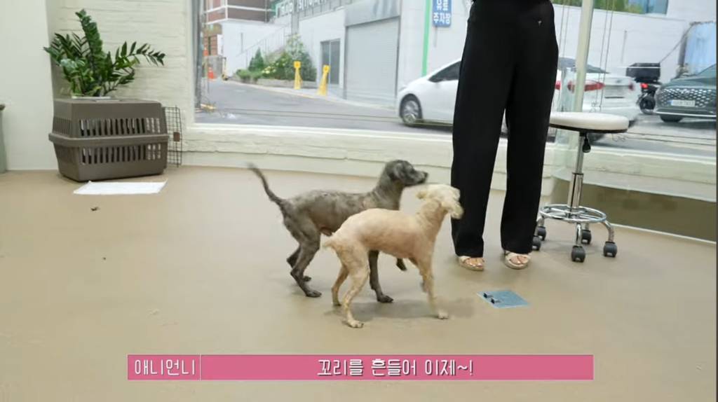 산속 구조된 누더기푸들의 충격적인 미용 과정 | 인스티즈