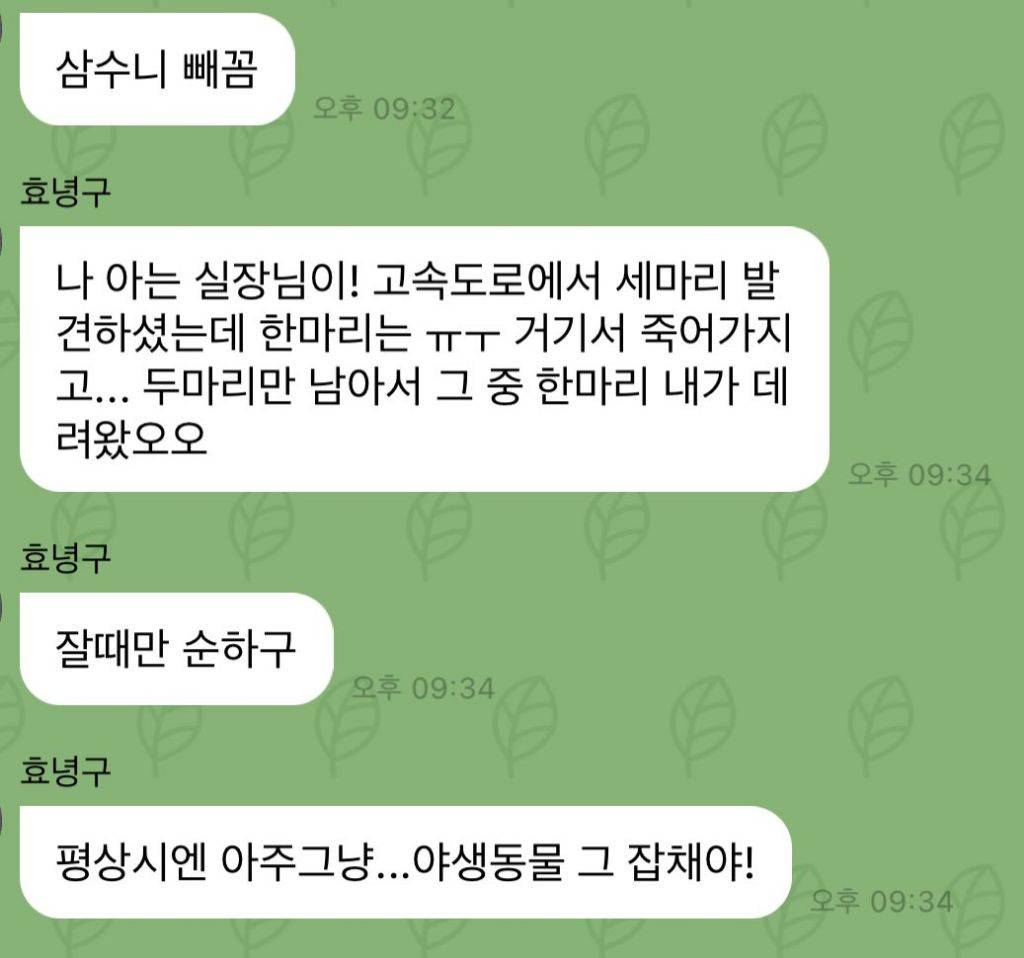 주현영 유기묘 성묘(길고양이) 입양 | 인스티즈