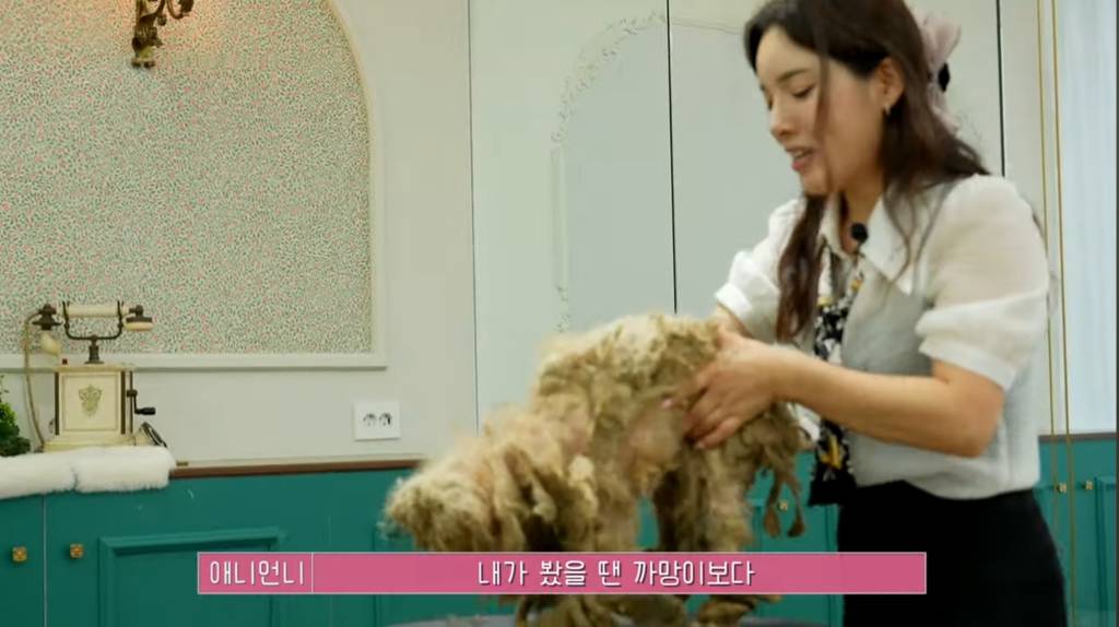 산속 구조된 누더기푸들의 충격적인 미용 과정 | 인스티즈