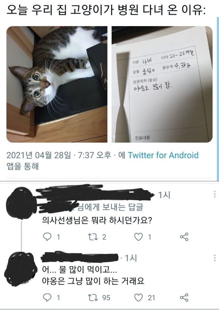 오늘 우리집 고양이가 병원 다녀온 이유 | 인스티즈