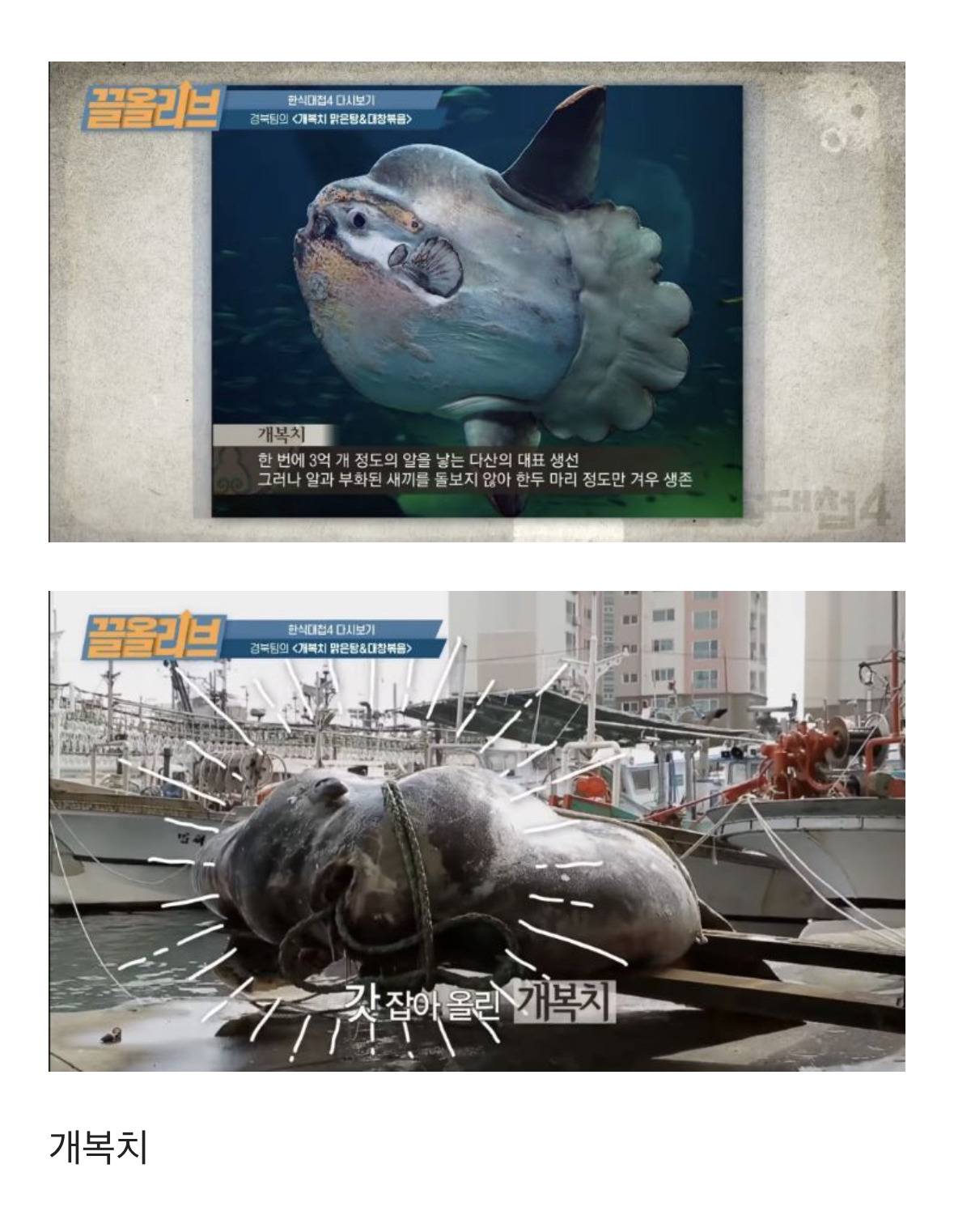 초고수들이 이 악물고 도전해서 보는 재미가 기가 막혔던 방송 | 인스티즈