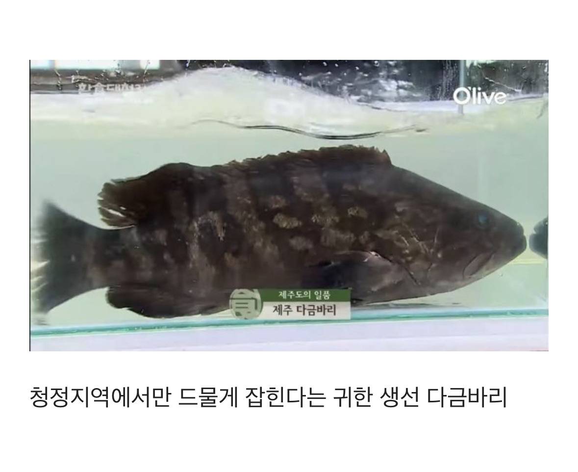초고수들이 이 악물고 도전해서 보는 재미가 기가 막혔던 방송 | 인스티즈