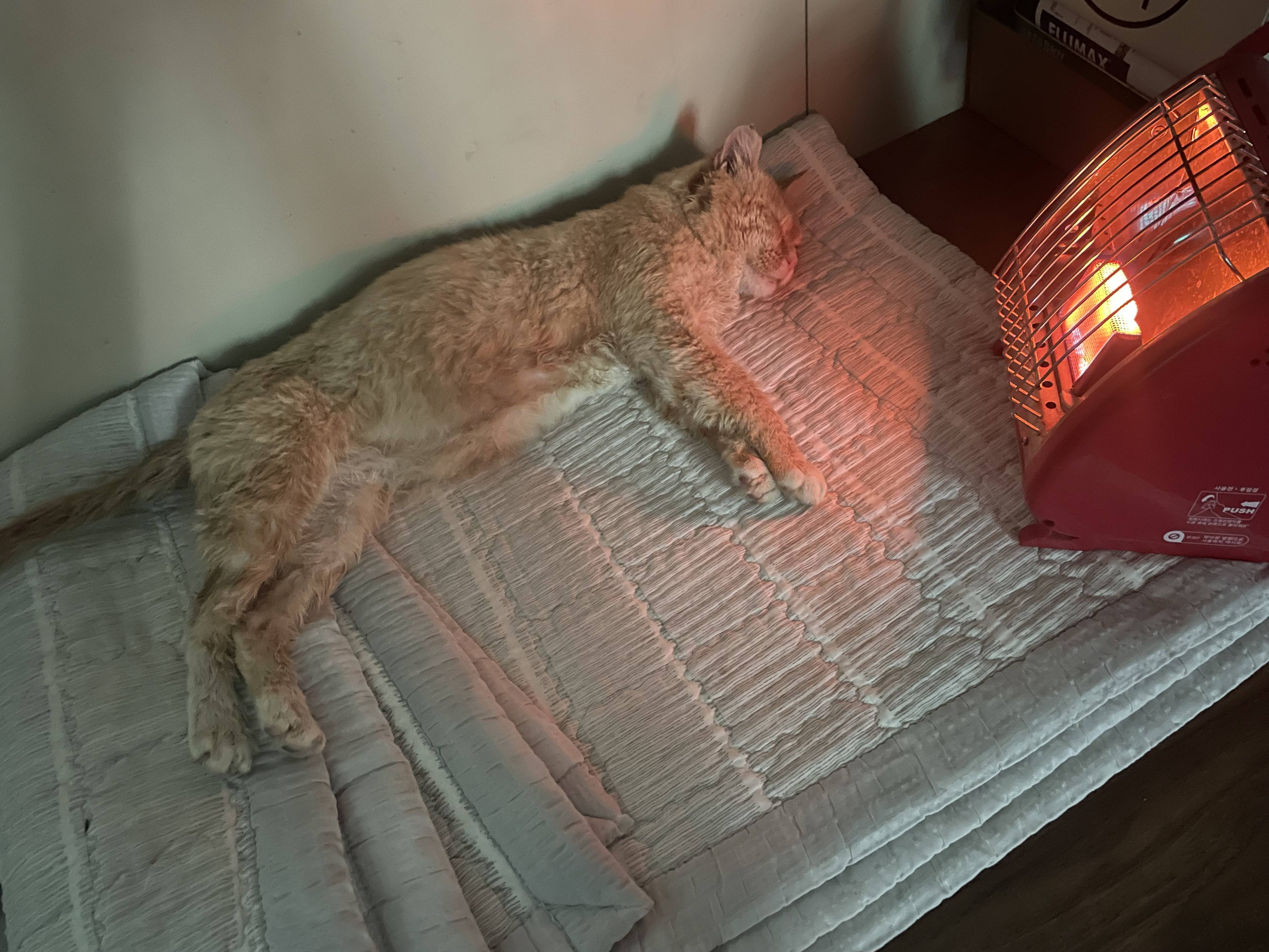 밥 주는 고양이…이틀 연속 머드팩 하고 옴 | 인스티즈