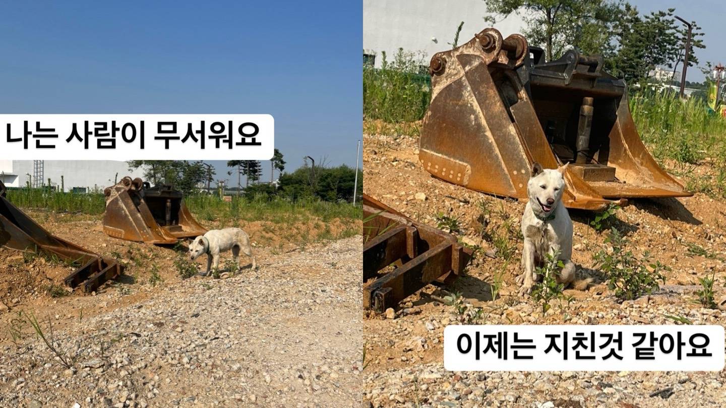 🚚화물차 밑 유기견 백구의 안전한 집이 되어주세요!🐾🐾 | 인스티즈