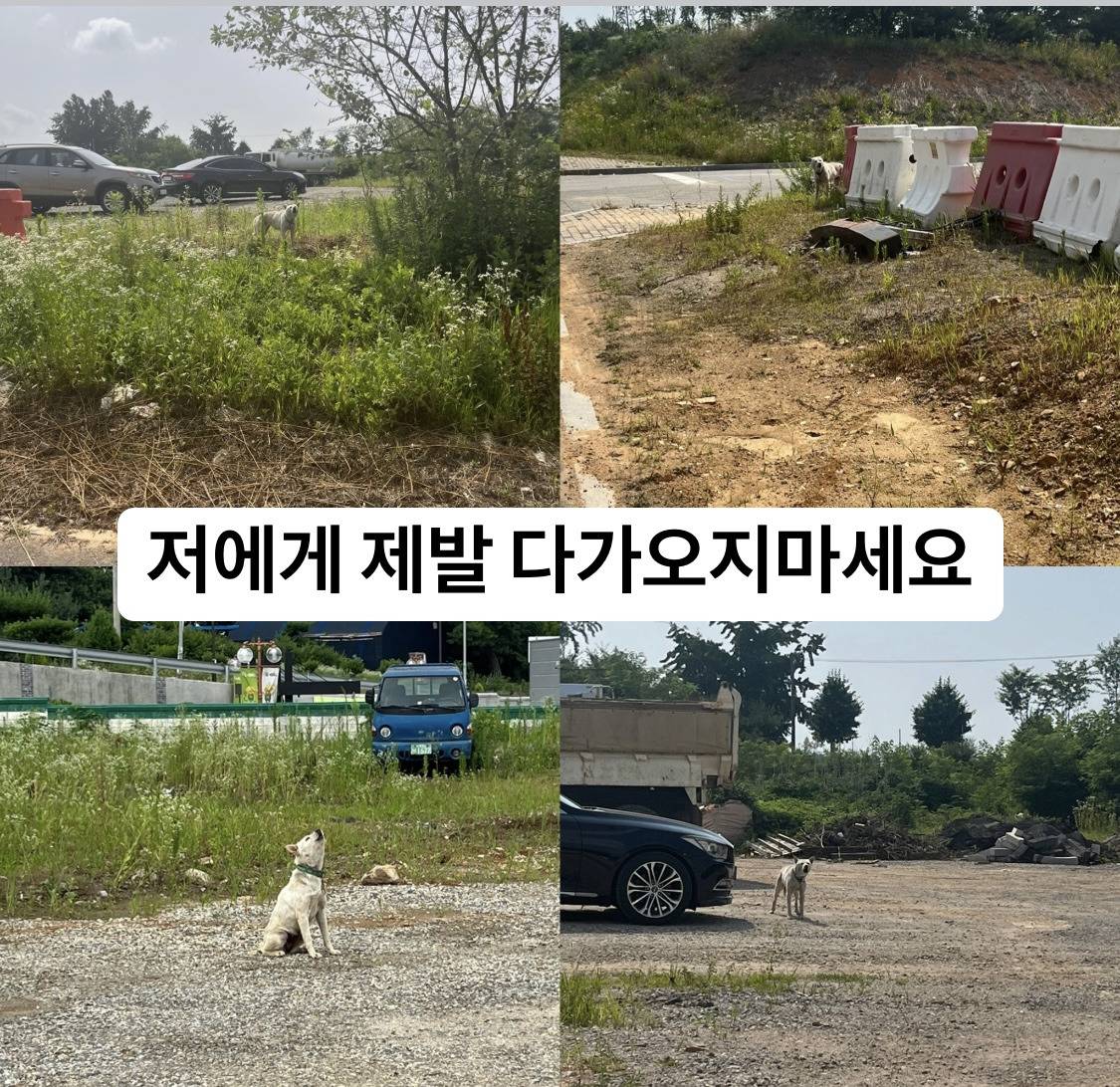 🚚화물차 밑 유기견 백구의 안전한 집이 되어주세요!🐾🐾 | 인스티즈