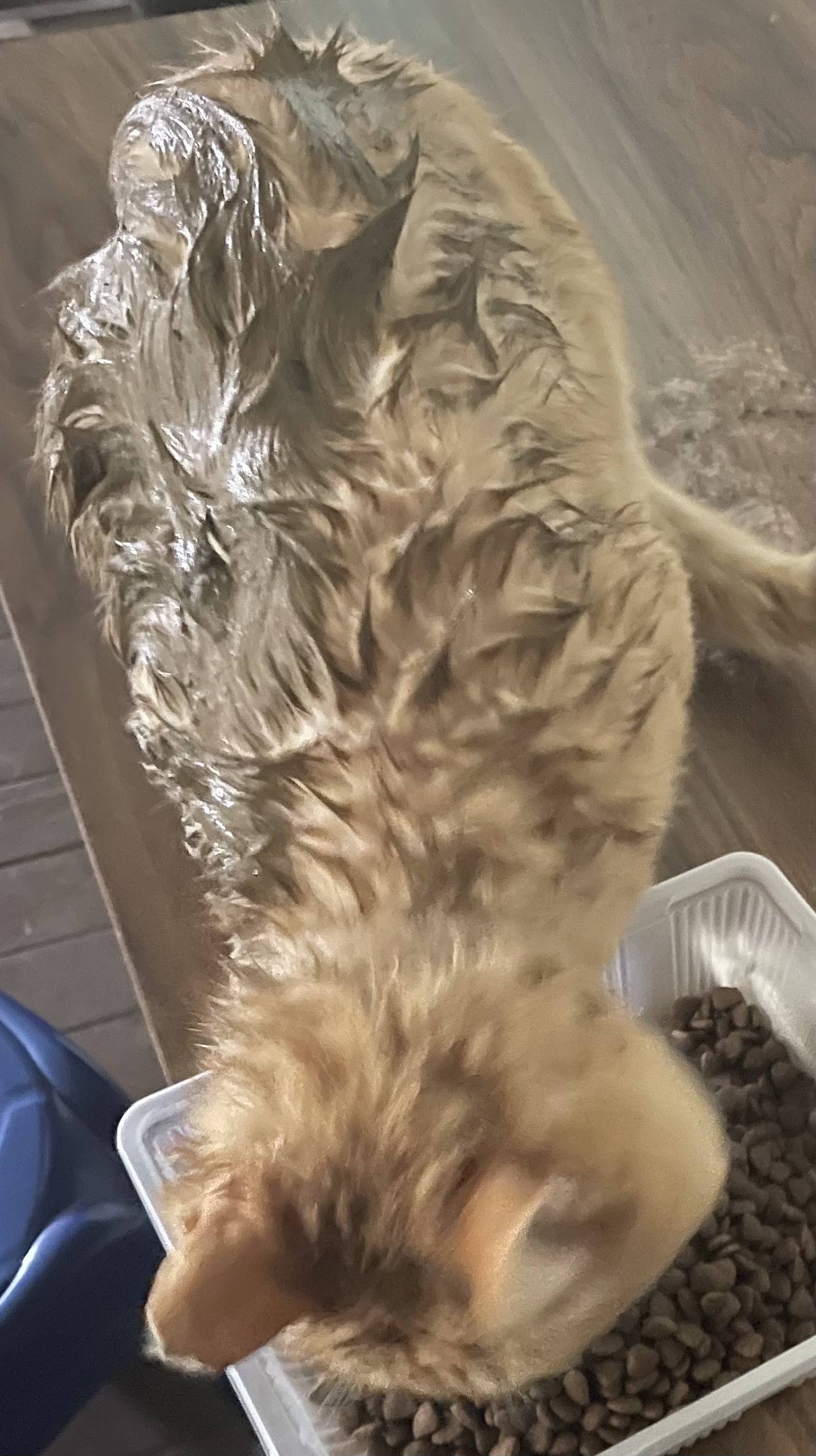 밥 주는 고양이…이틀 연속 머드팩 하고 옴 | 인스티즈