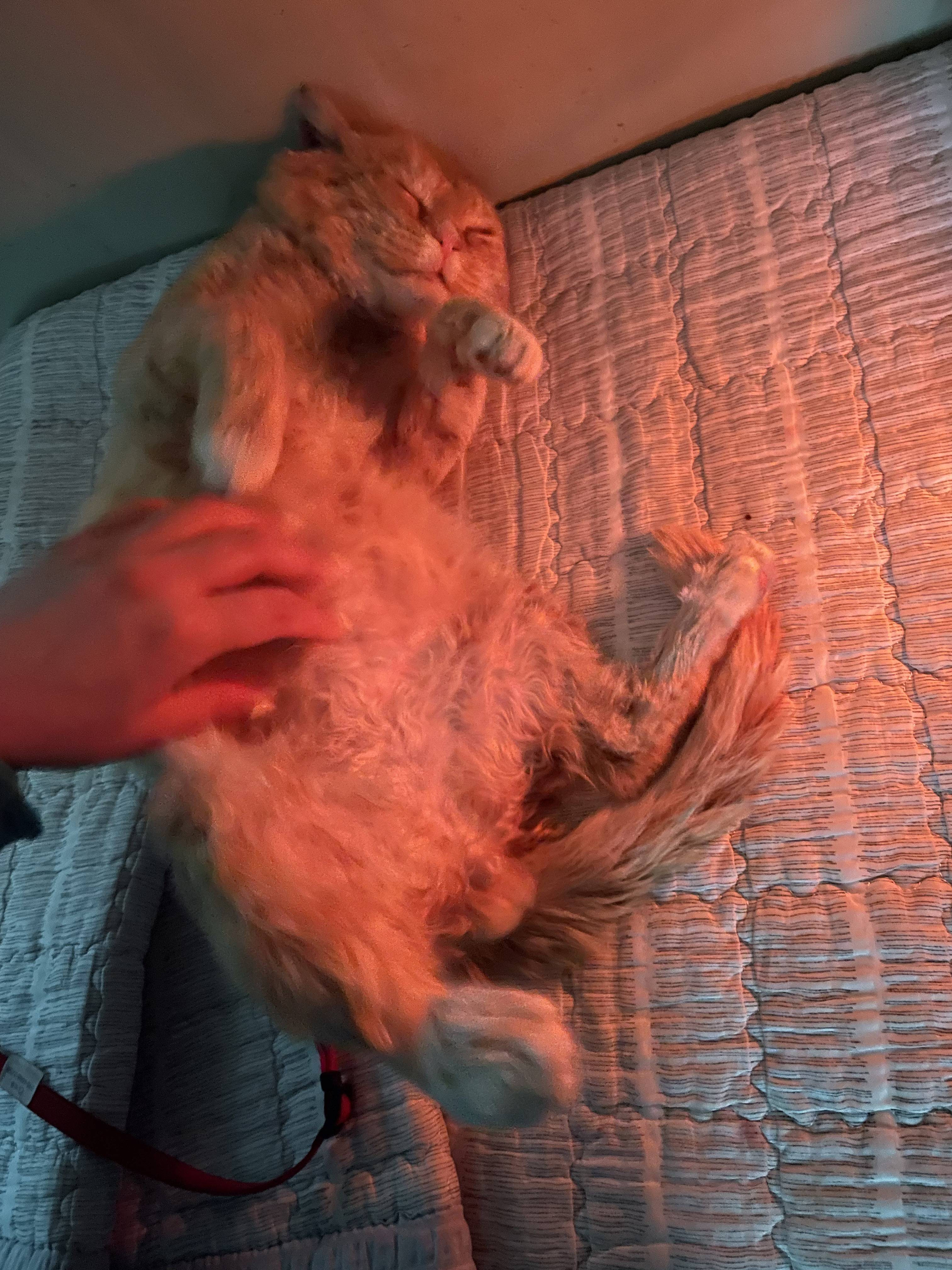 밥 주는 고양이…이틀 연속 머드팩 하고 옴 | 인스티즈