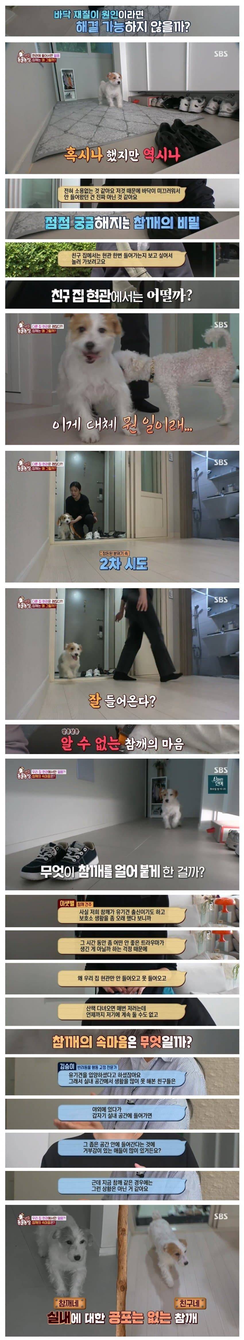 댕댕이의 조용한 반항 | 인스티즈