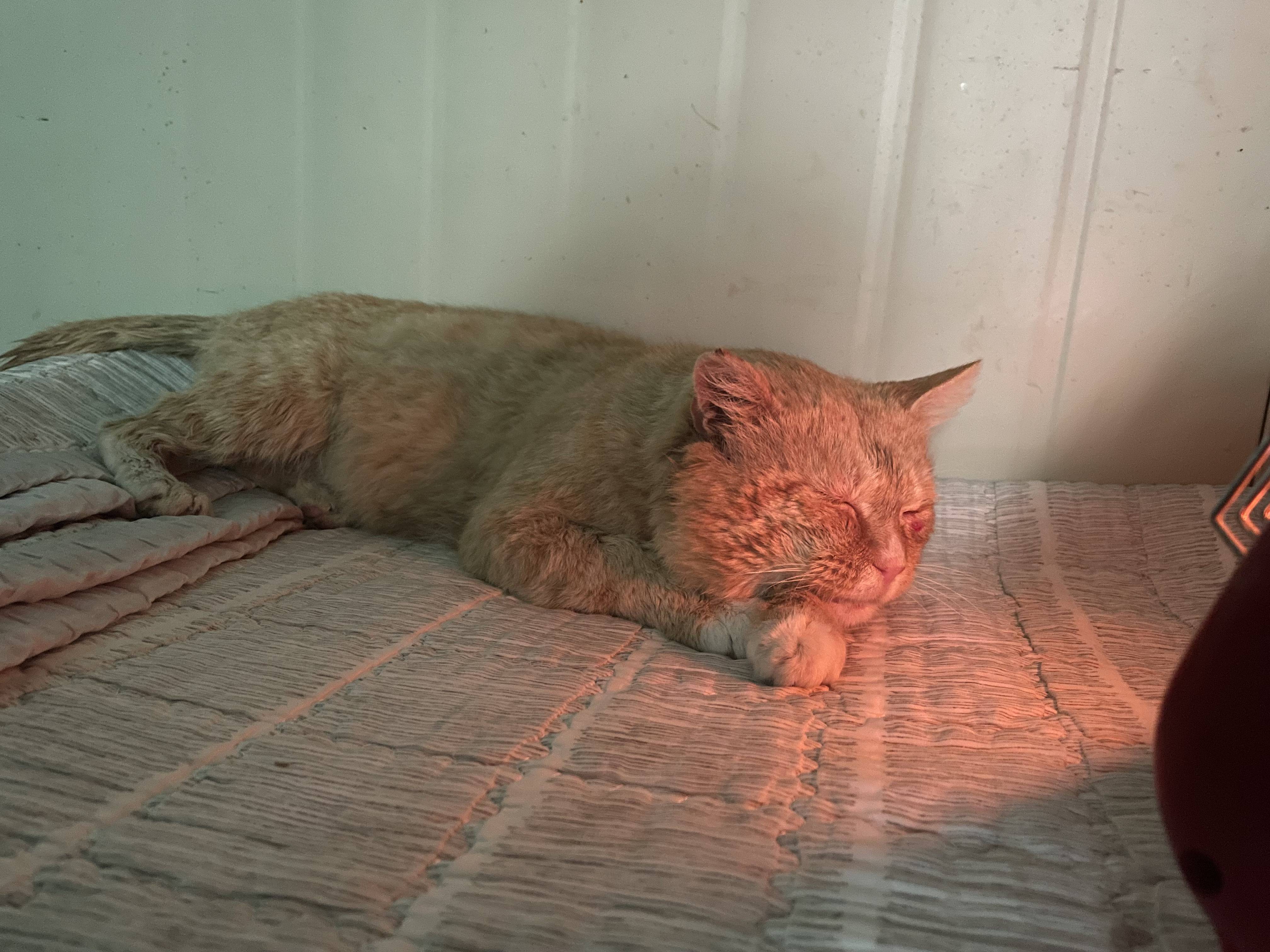 밥 주는 고양이…이틀 연속 머드팩 하고 옴 | 인스티즈