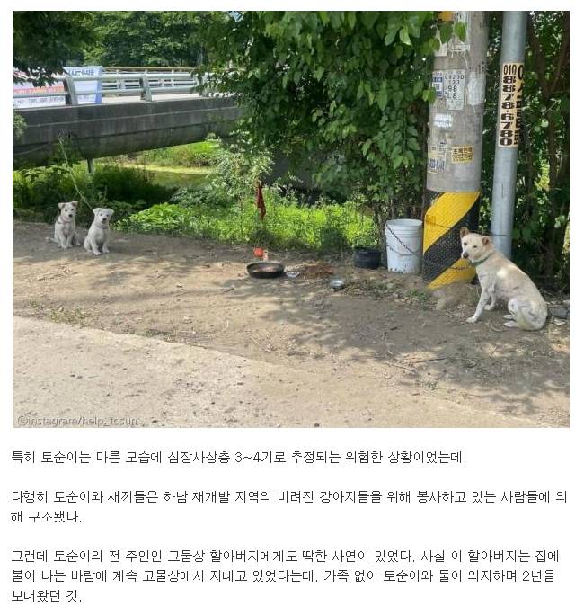 '방치견'의 소유권을 포기한 할아버지의 작별 인사 "서툴러서 미안해..." | 인스티즈