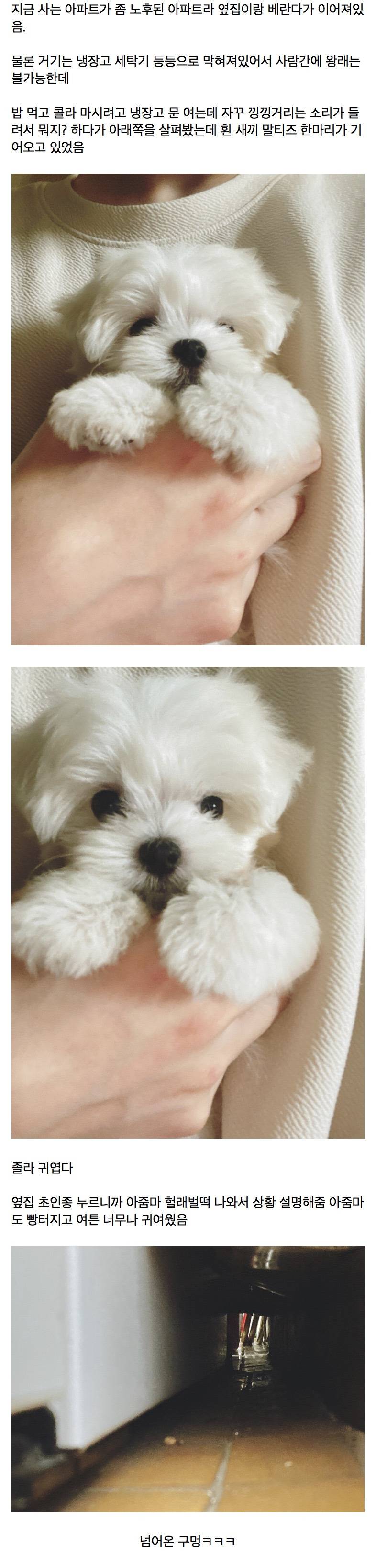 옆집 새끼강아지 베란다로 넘어옴.jpg | 인스티즈
