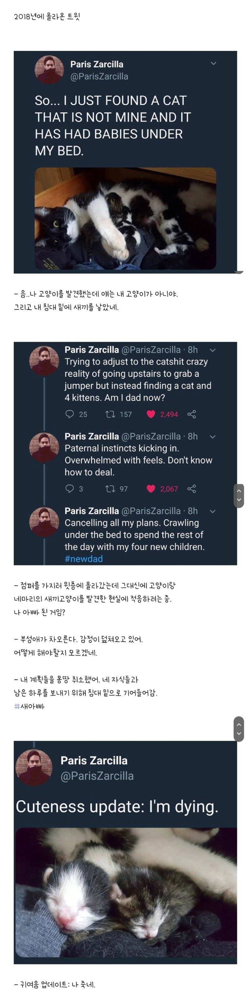 우울증 환자 집에 고양이 가족이 무단침입 | 인스티즈