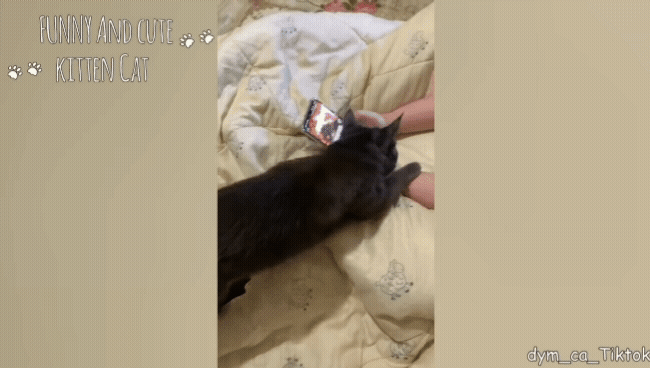 고양이가 집사에게 사랑을 표현할때.gif | 인스티즈
