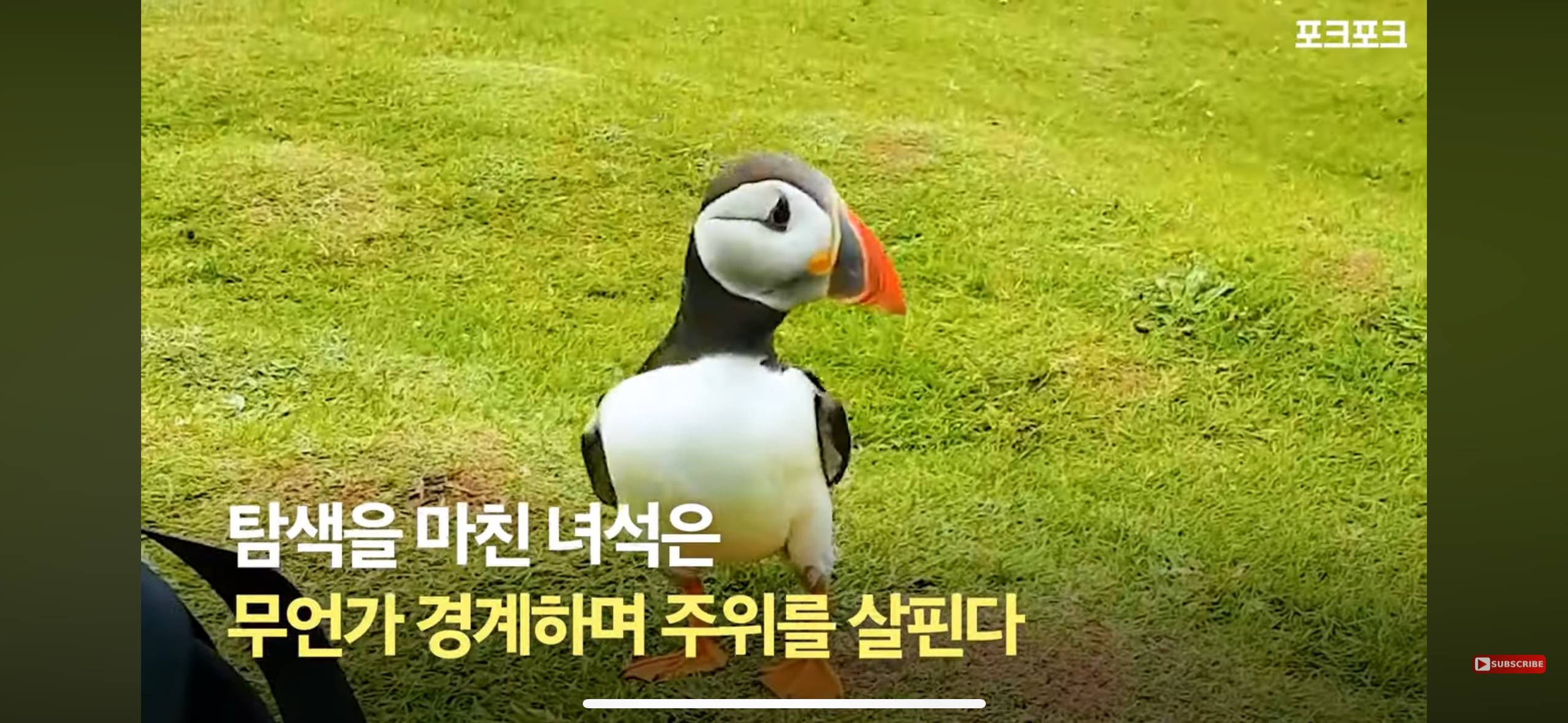 갑자기 사진작가에게 다가온 퍼핀 | 인스티즈
