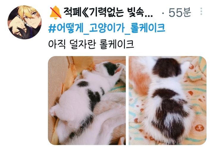 전국 젖소고양이 집합중인 트위터 | 인스티즈