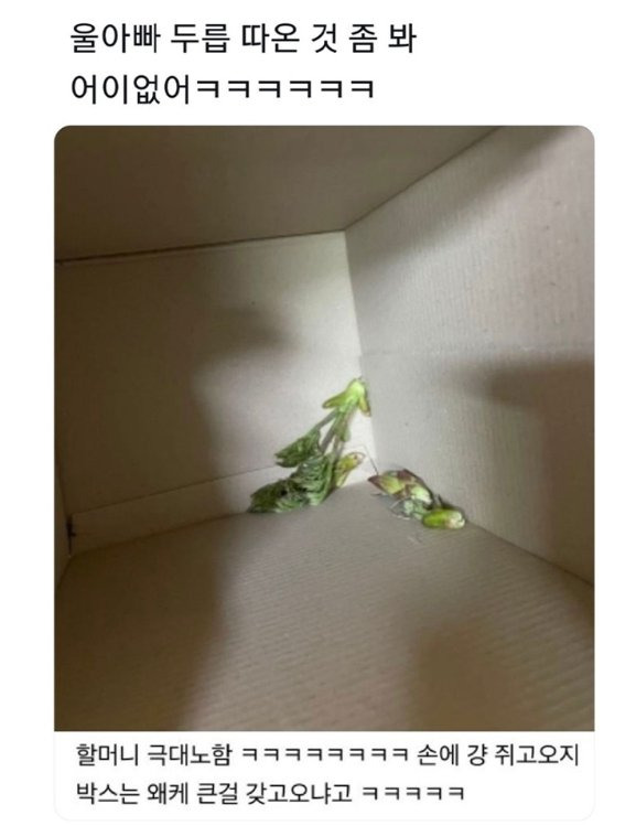 울아빠 두릅 따온 것 좀 봐ㅋㅋㅋㅋㅋㅋㅋㅋ | 인스티즈