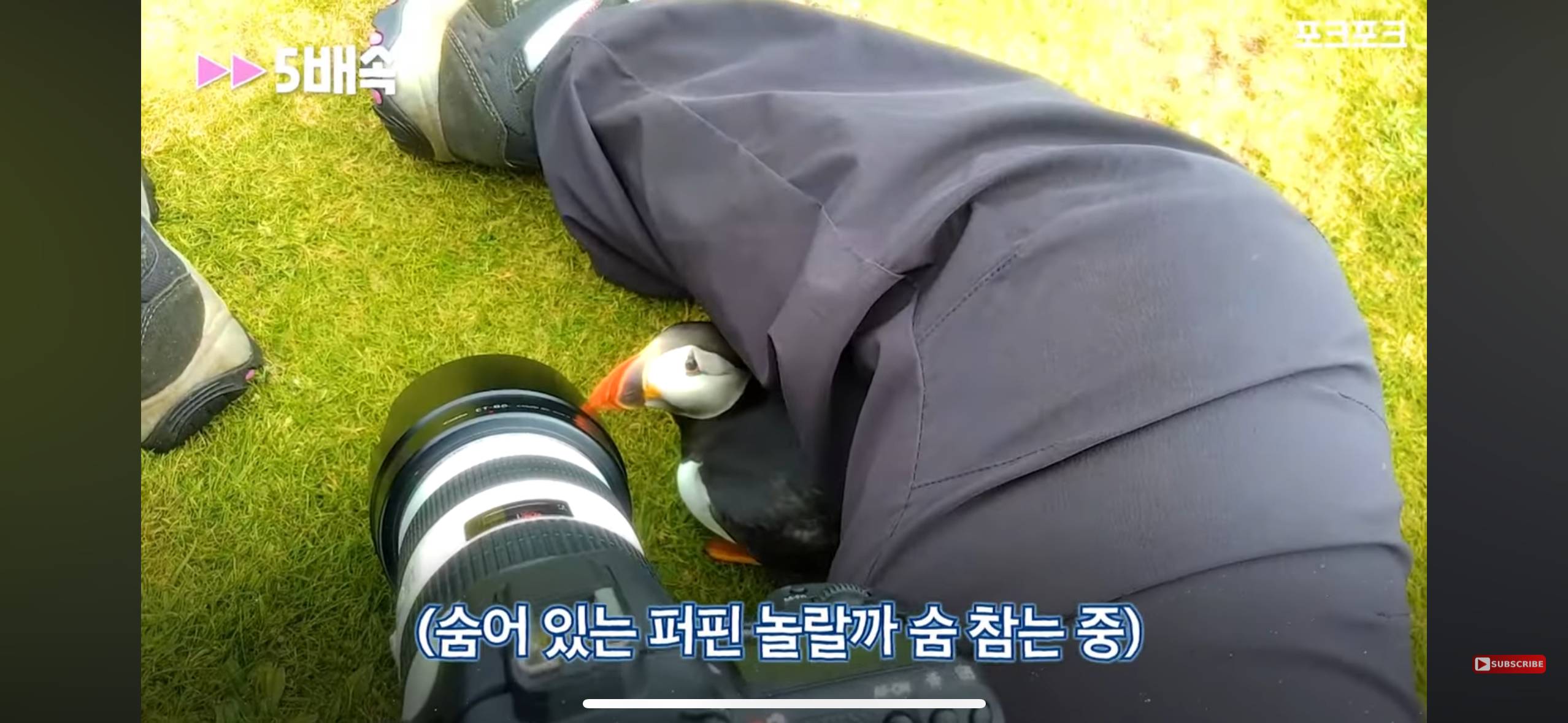 갑자기 사진작가에게 다가온 퍼핀 | 인스티즈