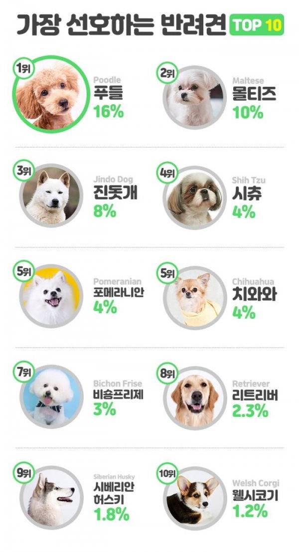 가장 선호하는 반려견 TOP 10 | 인스티즈