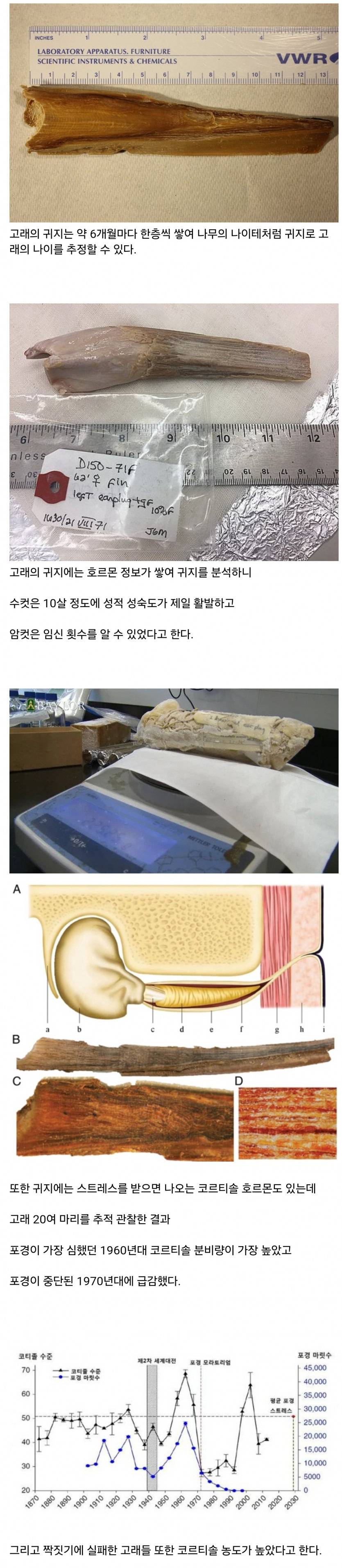 의외로 고래 연구에 도움 된다는 것 | 인스티즈