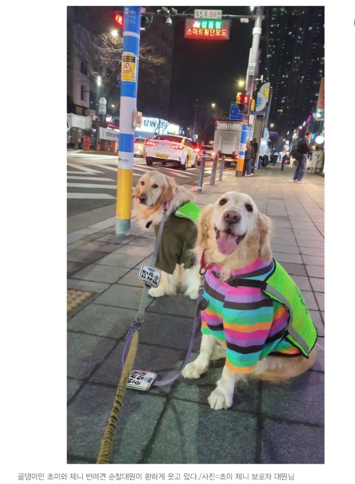 처음엔 비웃음 샀던 반려견 순찰대 한밤중 '강아지'가 잡아끈 곳에…사람이 쓰러져 있었다 | 인스티즈