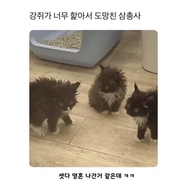 강아지가 너무 핥아서 도망침.jpg | 인스티즈