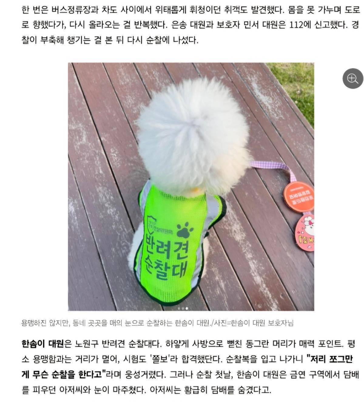 처음엔 비웃음 샀던 반려견 순찰대 한밤중 '강아지'가 잡아끈 곳에…사람이 쓰러져 있었다 | 인스티즈