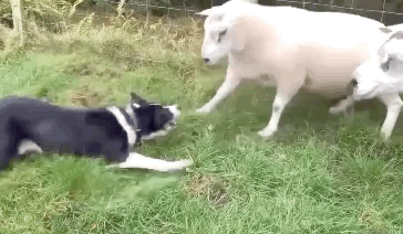 보더콜리 아닌 댕댕이가 양몰이 시도했을때.gif | 인스티즈
