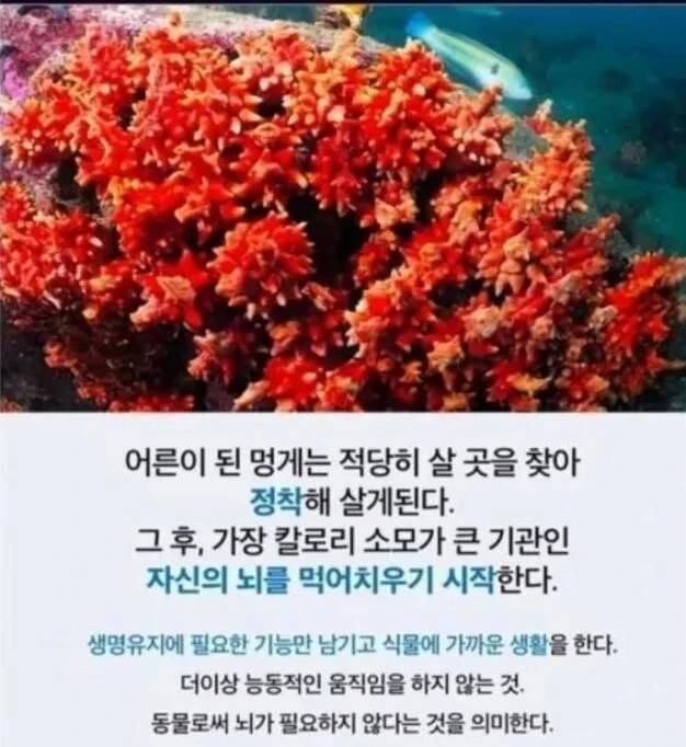 살만하면 뇌를 먹어치운다는 생물 | 인스티즈