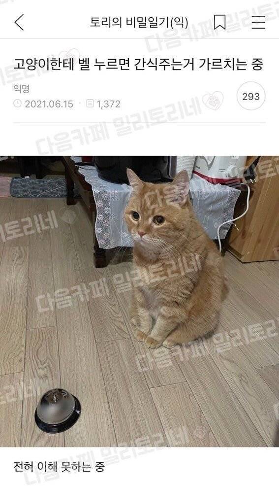 고양이한테 벨 누르면 간식 주는거 가르치는중 | 인스티즈
