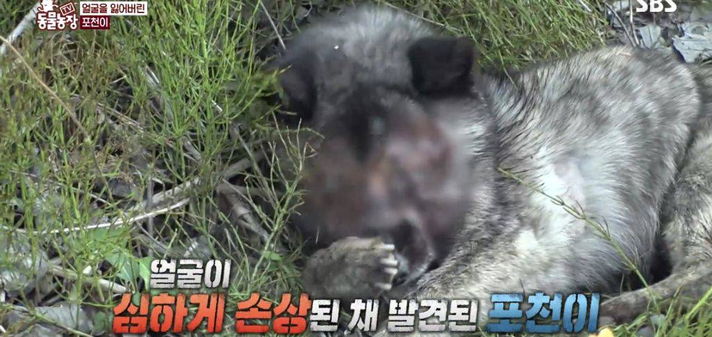 동물농장 염산테러 학대견 우주 (구 포천이), 서울시 반려견 순찰대로 선발 | 인스티즈