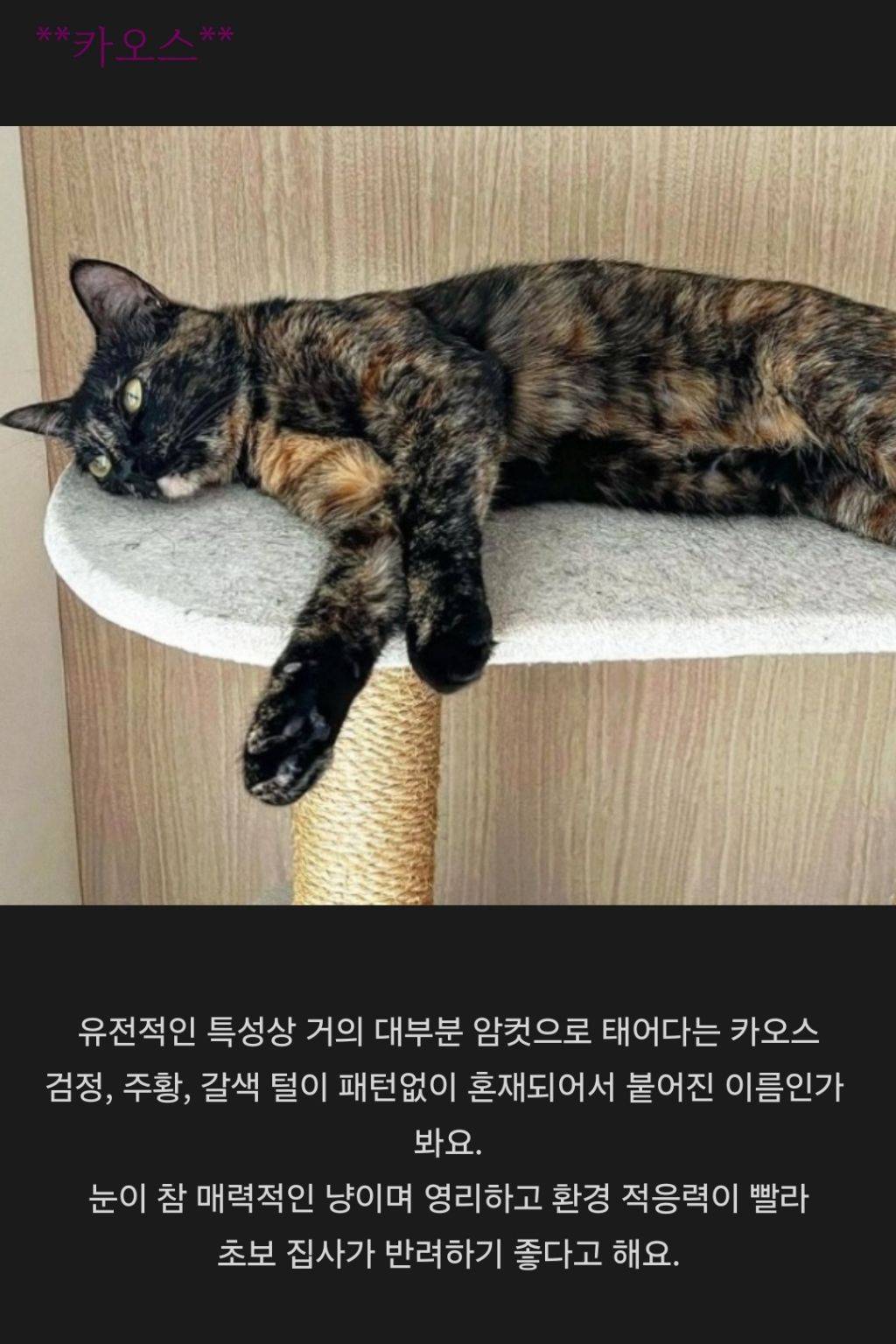 코리아숏헤어를 알아보자 | 인스티즈