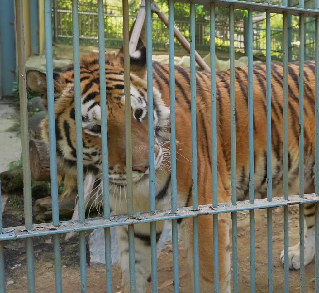 경계라는 걸 모르는 것 같은 청주동물원 언니 호랑이🐯 | 인스티즈