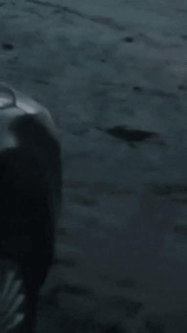옛날 사람들이 용이 존재한다고 믿었던 이유.gif | 인스티즈