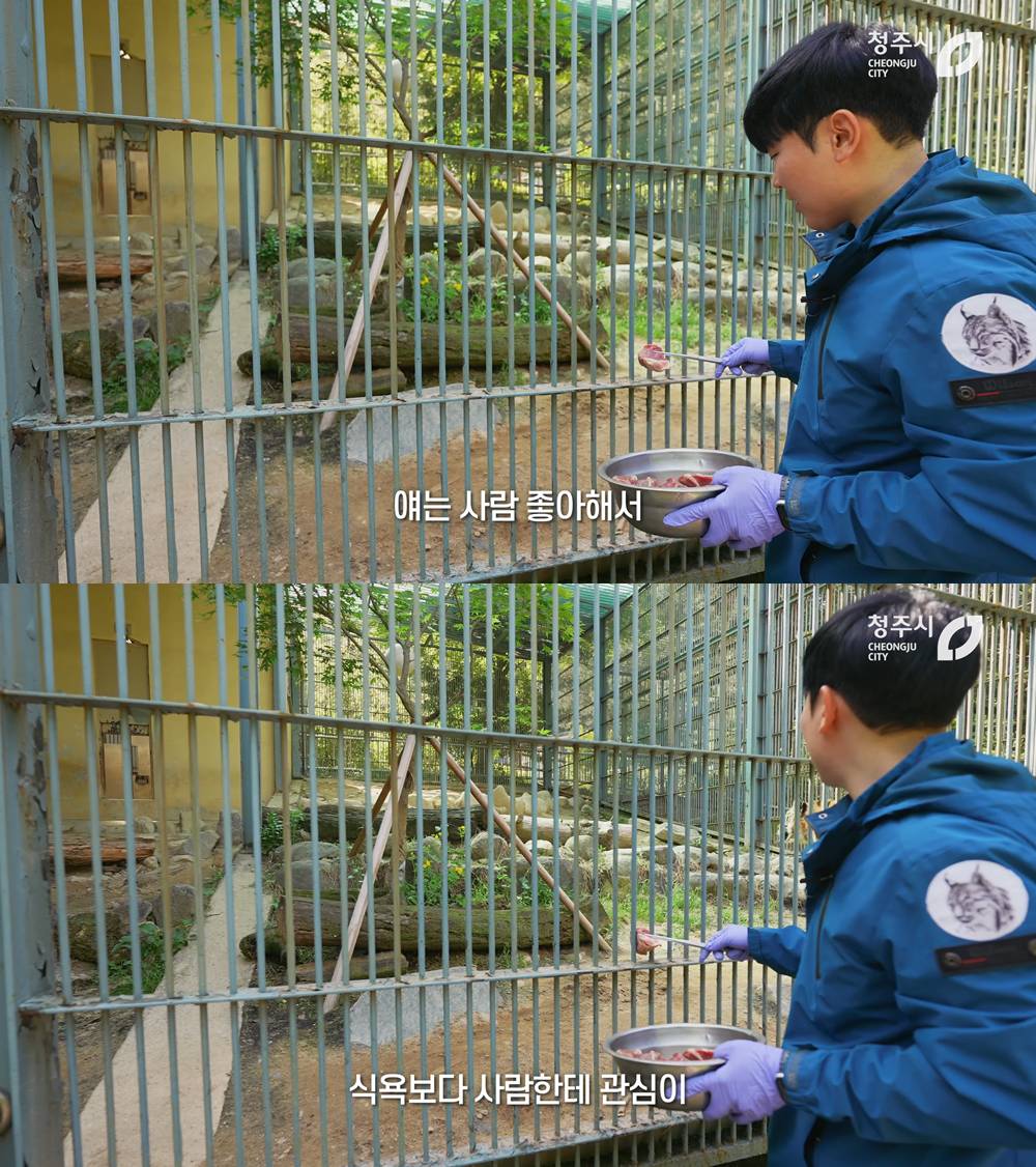 경계라는 걸 모르는 것 같은 청주동물원 언니 호랑이🐯 | 인스티즈