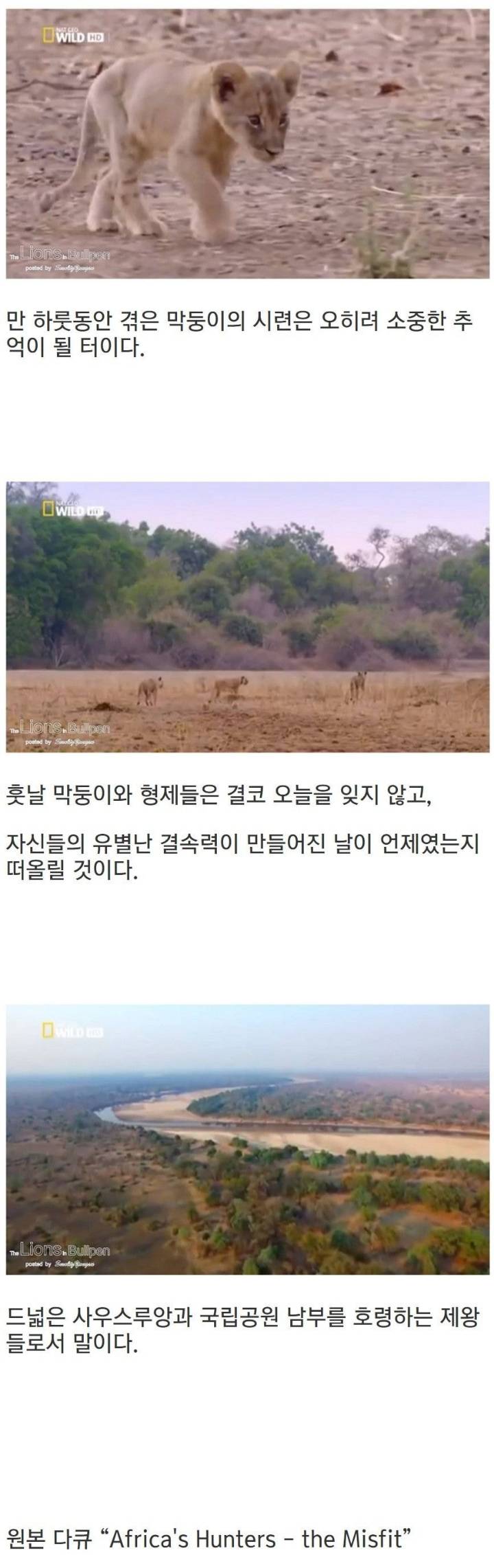 아기사자의 고단한 하루 (제발봐주라) | 인스티즈