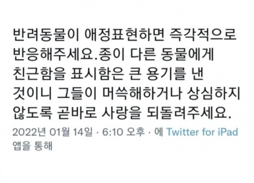 반려동물이 애정표현하면 즉각적으로 반응해주세요 | 인스티즈