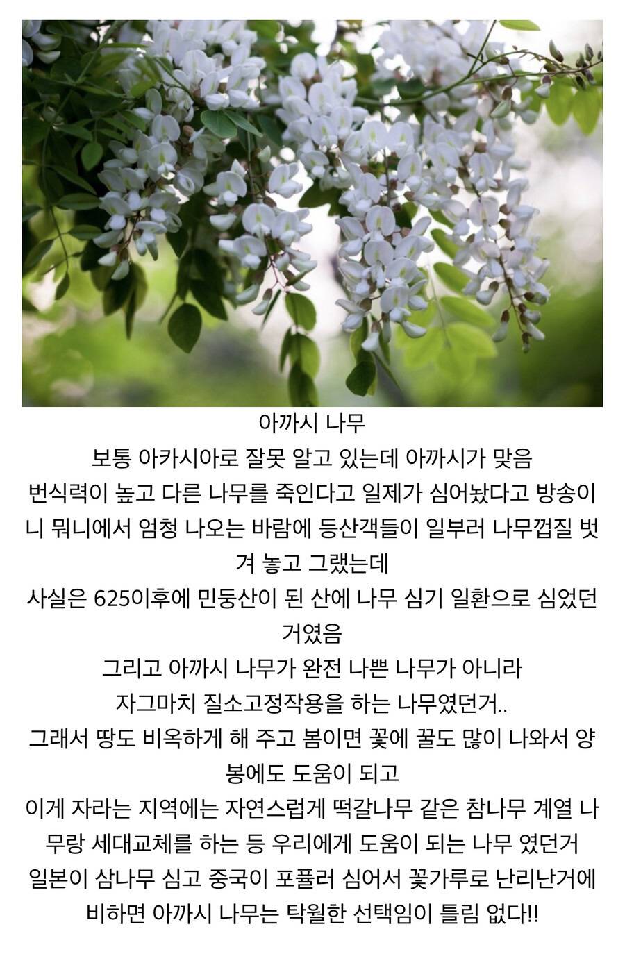 한때 우리나라에서 욕먹은 나무 | 인스티즈