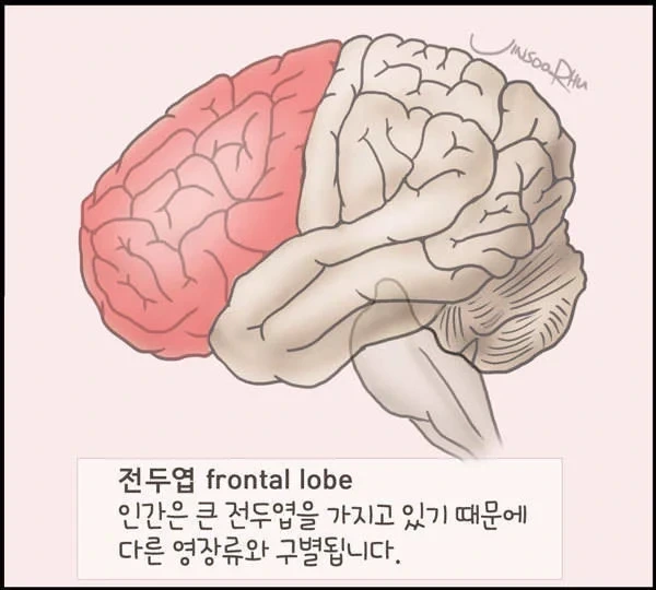 전두엽에 손상을 입었을때 나타나는 증상.jpg | 인스티즈