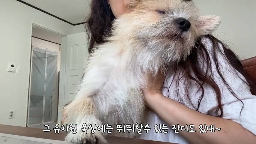 강아지 유치원 퇴소당한 극소심 집순이 강아지ㅠㅠ | 인스티즈