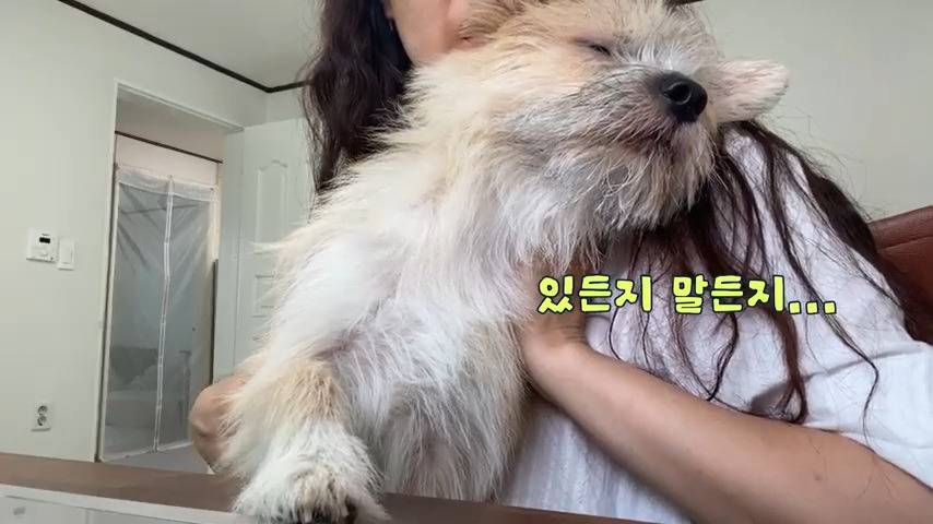 강아지 유치원 퇴소당한 극소심 집순이 강아지ㅠㅠ | 인스티즈