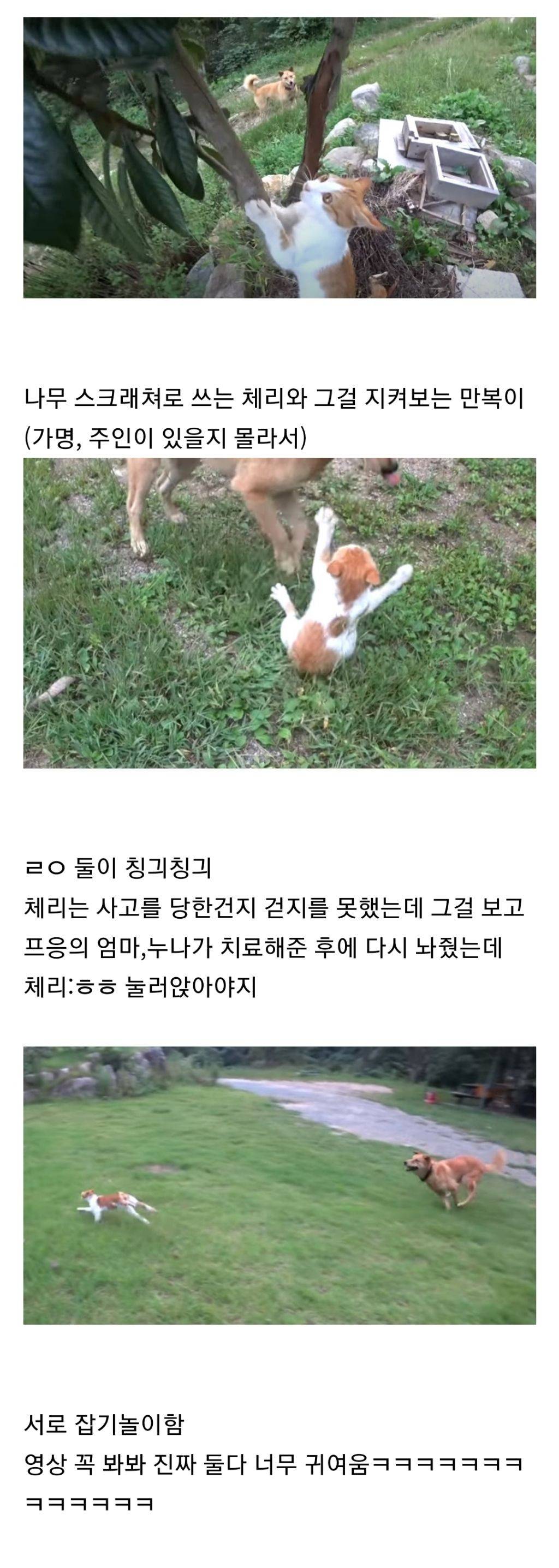 양봉유튜버 프응네 눌러앉아버린 개와 고양이, 근데 짱친임 | 인스티즈