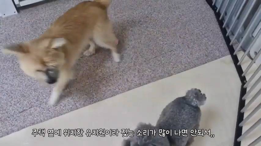 강아지 유치원 퇴소당한 극소심 집순이 강아지ㅠㅠ | 인스티즈