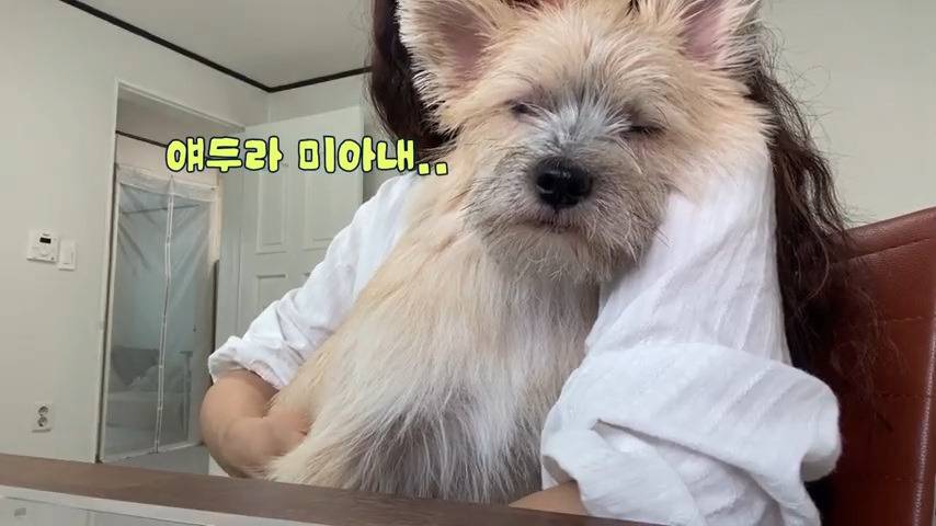 강아지 유치원 퇴소당한 극소심 집순이 강아지ㅠㅠ | 인스티즈