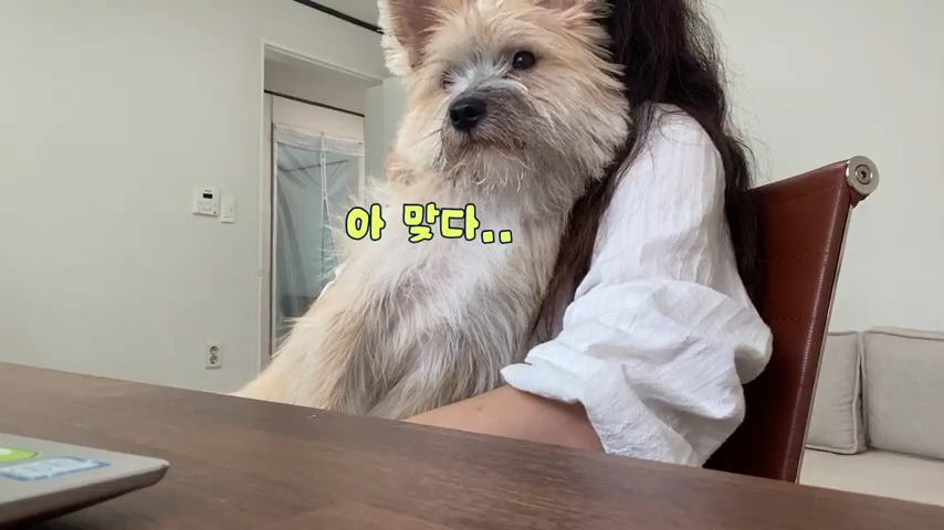 강아지 유치원 퇴소당한 극소심 집순이 강아지ㅠㅠ | 인스티즈