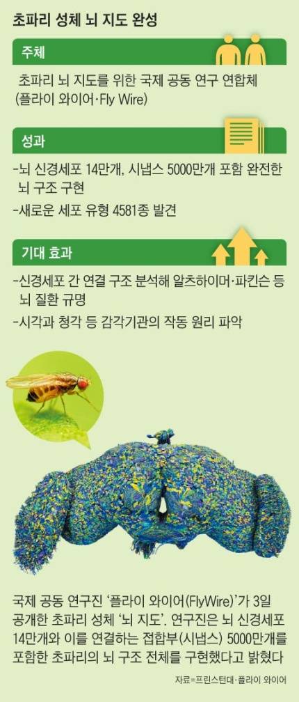 5만 년 걸릴 초파리 뇌 전체 지도 AI로 5년 만에 완성 | 인스티즈