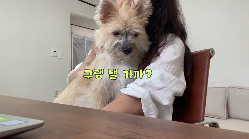 강아지 유치원 퇴소당한 극소심 집순이 강아지ㅠㅠ | 인스티즈