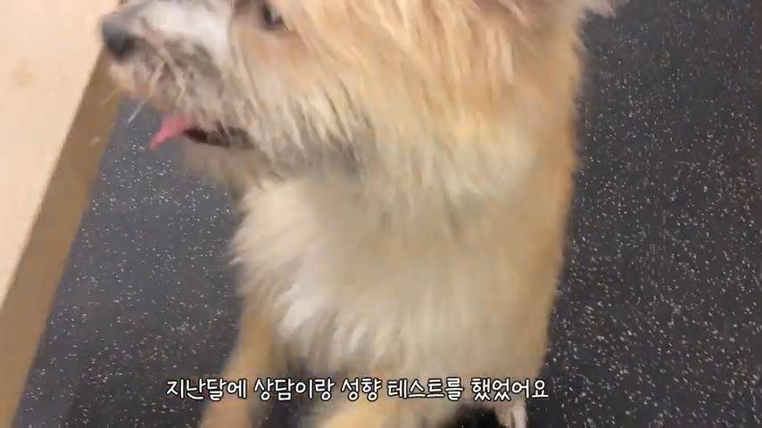 강아지 유치원 퇴소당한 극소심 집순이 강아지ㅠㅠ | 인스티즈