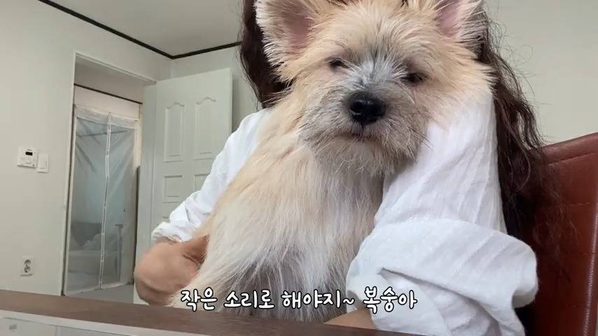 강아지 유치원 퇴소당한 극소심 집순이 강아지ㅠㅠ | 인스티즈